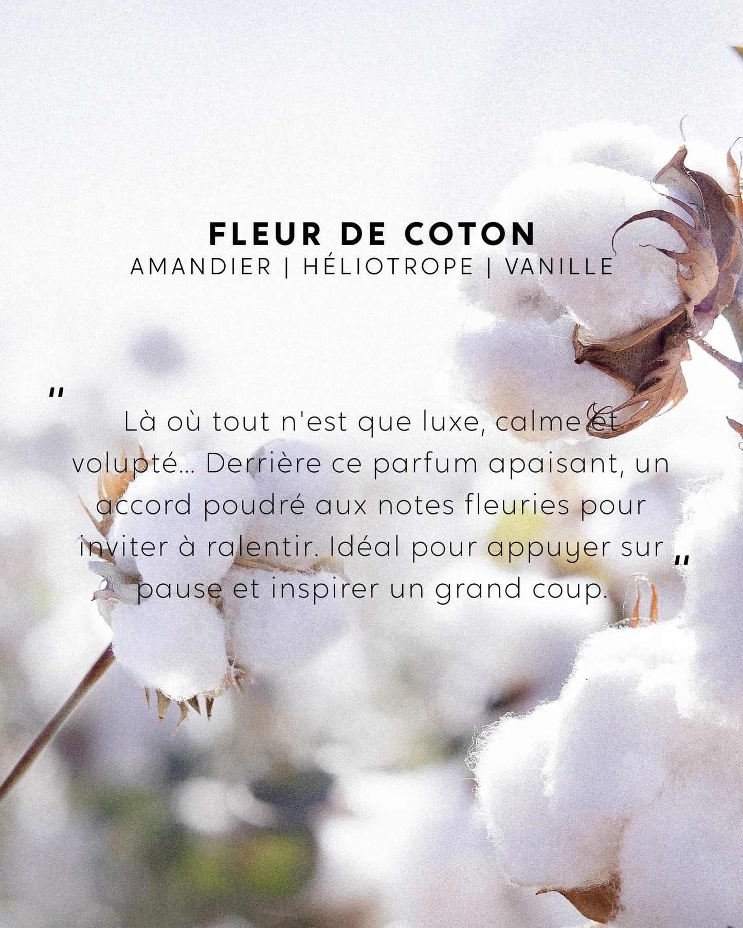 Bouquet Parfumé Fleur de Coton