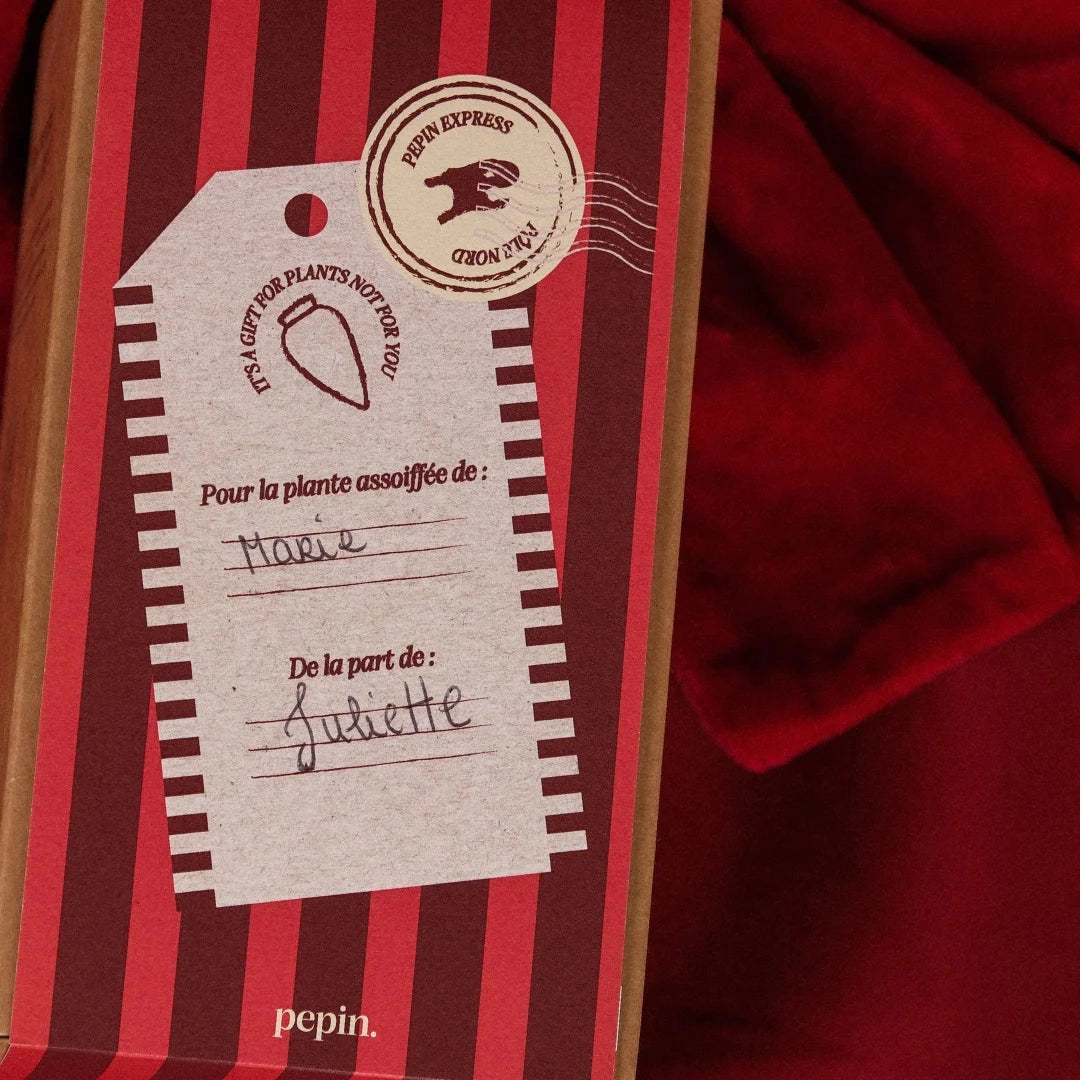 Olla - Rayé Vert & Violet