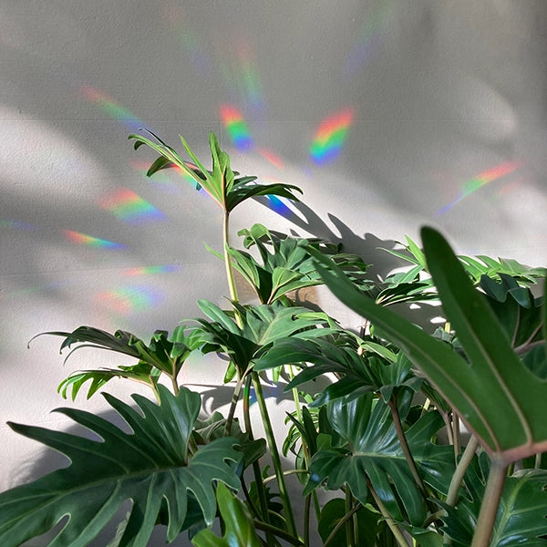 Suncatcher - Slow Down and Soak It Up