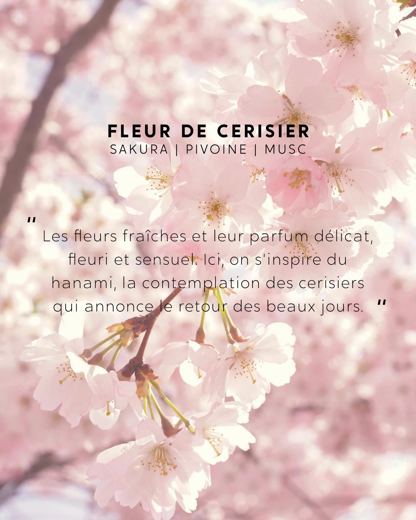 Spray Parfumé d'intérieur Fleur de Cerisier