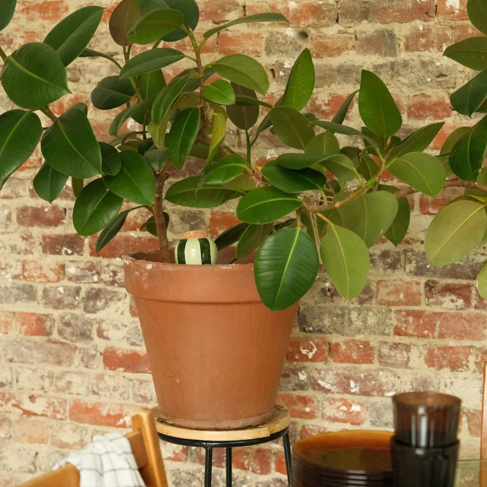 Olla - Rayé Vert & Vert