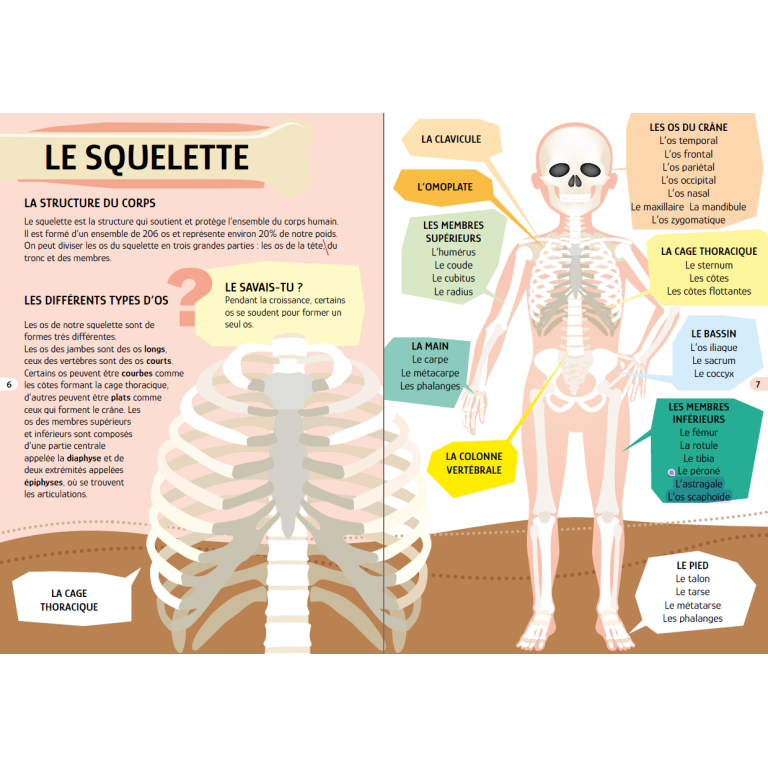 Puzzle - Le Corps Humain
